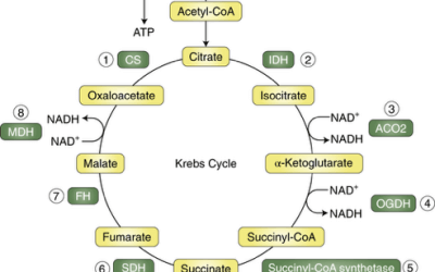 Dr. Martha has Methylation on her Mind