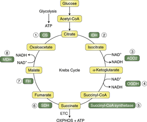 Dr. Martha has Methylation on her Mind