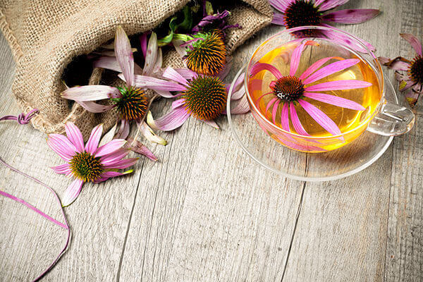 cup of echinacea tea