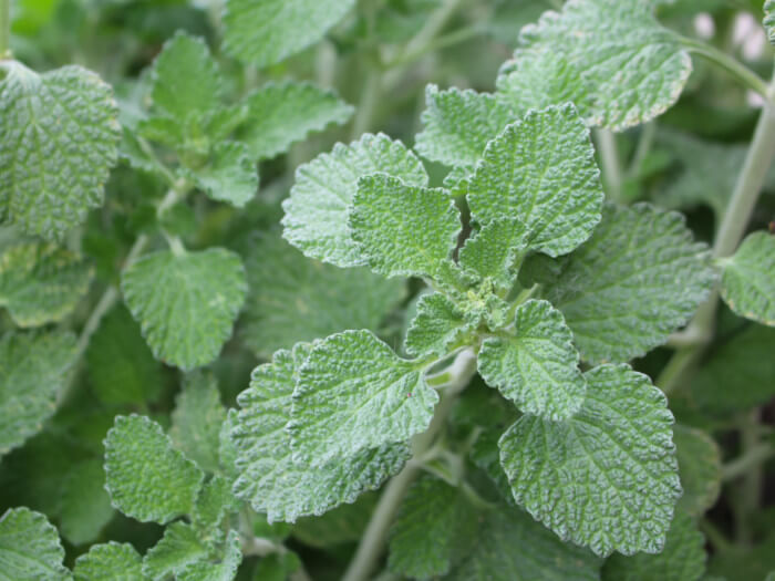 horehound herbal leaves for tea